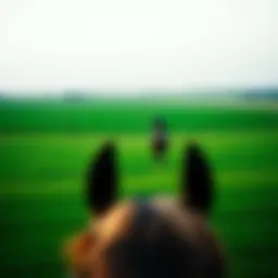 Scenic view of Habtoor Polo Club's lush green fields